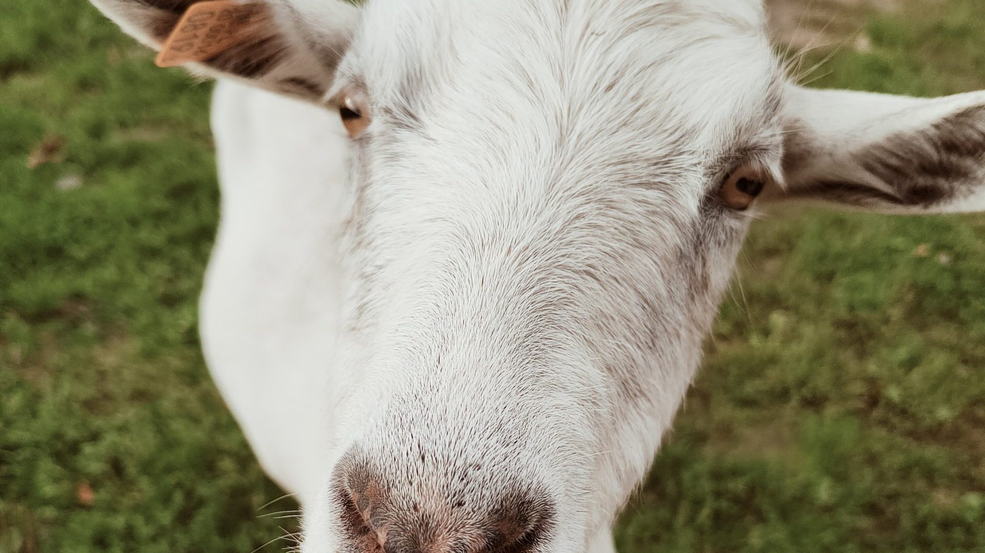 Zdjęcie Zielony Bursztyn - agroturystyka